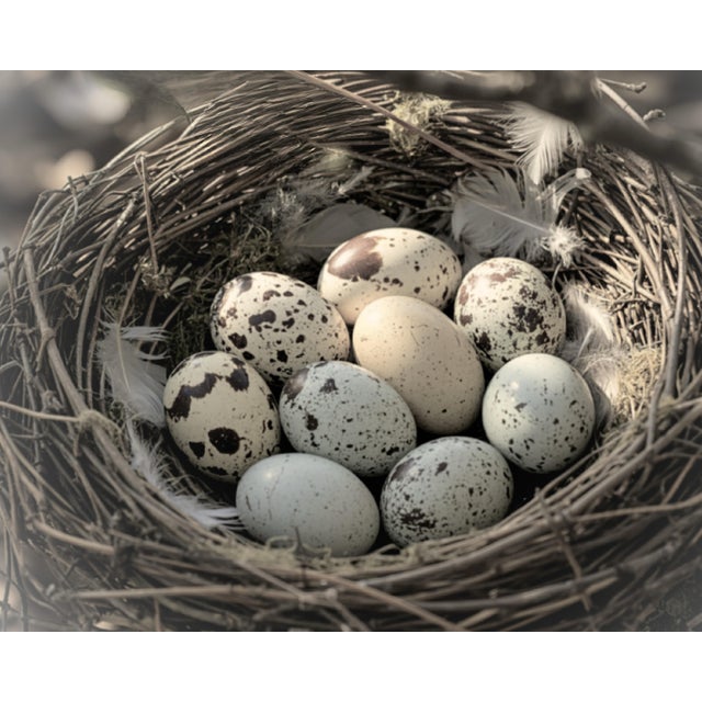 Fine Art print in natural wood frame spring birds nest 24 x 30 in soft neutral tones. Our design