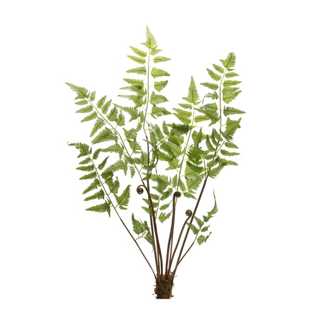 Bring the beauty of lush greenery into your space with this Variegated Fern Bundle Set. Featuring a collection of lifelike...