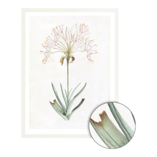 Celerie Kemble Curated Australian Botanical VI (24x30) in White Frame For Sale