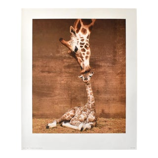 Vintage Giraffe Photograph "First Kiss" Poster Print For Sale