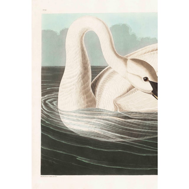 A striking example of early American natural history illustration, this vintage art print reproduction features Trumpeter...