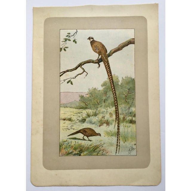 1907 “Le Faisan” French Photogravure Print of a Pheasant For Sale In Monterey, CA - Image 6 of 7