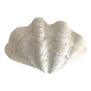 Vintage Natural Clam Shell For Sale