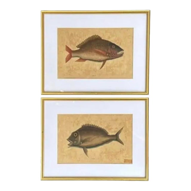 18th Century Framed Fish Engravings by Mark Catesby, a Pair For Sale