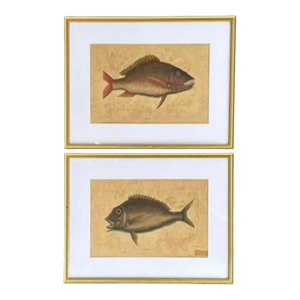 18th Century Framed Fish Engravings by Mark Catesby, a Pair