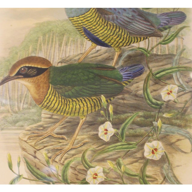 Victorian Circa 1893-1895 English Framed Lithograph of the Eucichla Ellioti by William Matthew Hart For Sale - Image 3 of 8