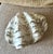Ceramic Vintage Realistic Ceramic Clam Shell Bowl – Sculptural Coastal Decor Dish For Sale - Image 7 of 10