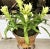 Traditional Koi Fish Pedestal Planters With Faux Floral Bromeliads- a Pair For Sale - Image 3 of 11