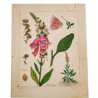 R.H. Greeley Foxglove Botanical Watercolor For Sale