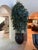 Transitional Pair of 10-Foot Faux Raffia Palm Trees For Sale - Image 3 of 5