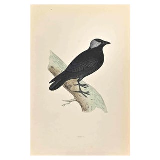 Alexander Francis Lydon, Jackdaw, Woodcut Print, 1870 For Sale