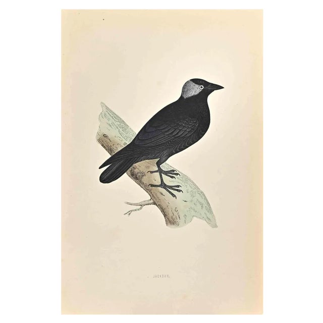 Alexander Francis Lydon, Jackdaw, Woodcut Print, 1870 For Sale