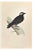 Alexander Francis Lydon, Jackdaw, Woodcut Print, 1870 For Sale