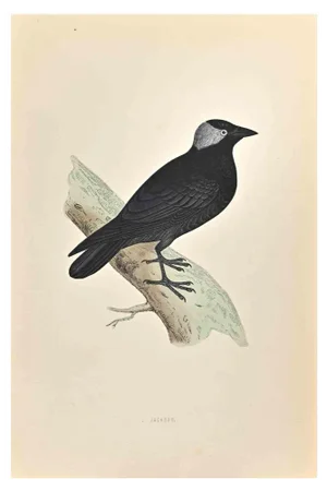 Alexander Francis Lydon, Jackdaw, Woodcut Print, 1870