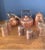 Gorgeous vintage copper kitchenware collection, featuring a mix of English and Colombian craftsmanship — ideal for display...