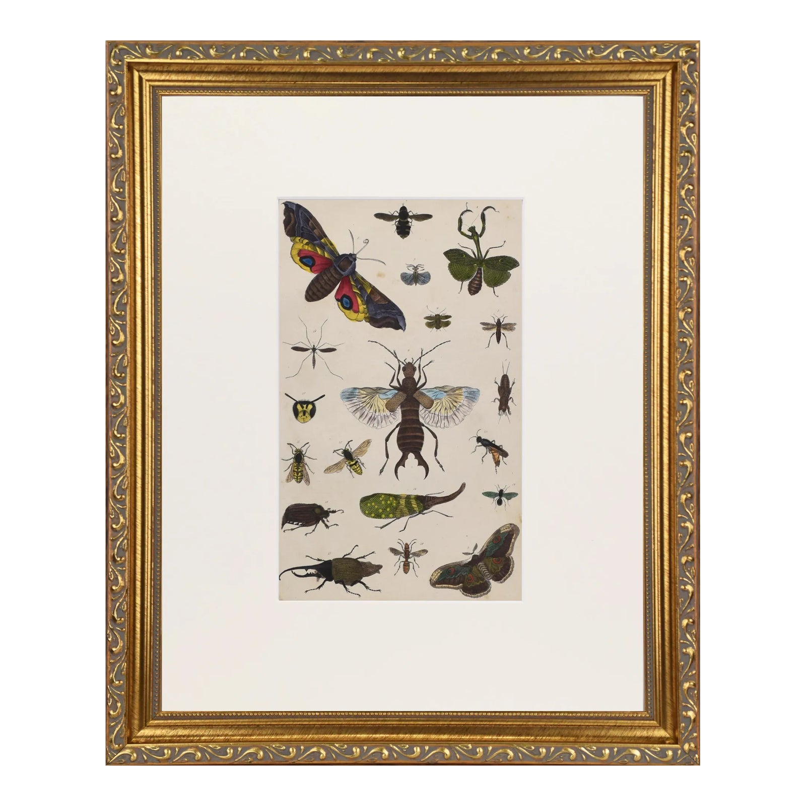 19th Century Antique English Hand Colored Entomogoical Engraving of ...
