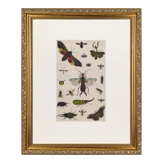 19th Century Antique English Hand Colored Entomogoical Engraving of Insects by Goldsmith For Sale