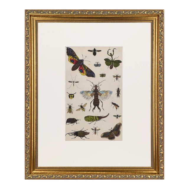 19th Century Antique English Hand Colored Entomogoical Engraving of Insects by Goldsmith For Sale