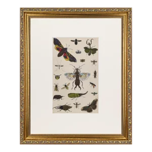 19th Century Antique English Hand Colored Entomogoical Engraving of Insects by Goldsmith