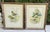 Realism Pair of Antique John Gould & h.c. Richter Hand-Colored Bird Lithographs 19th C, Framed For Sale - Image 3 of 12