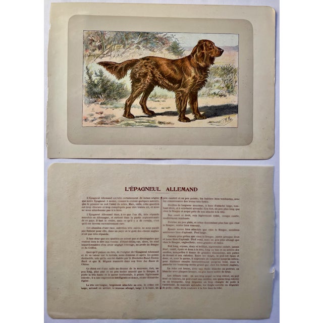 This handsome photogravure printed page is illustrated by P. Mahler, a German artist. The subject is a German Spaniel....