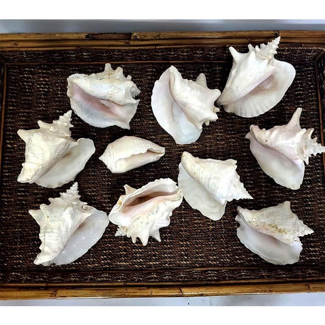 Large Vintage Queen Conch Shells - Collection of 10 For Sale - Image 4 of 5
