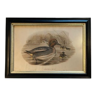 Antique VTG Borghese Eurasian Teal and Ducklings Print. Hc Richter. 25x18”Framed For Sale
