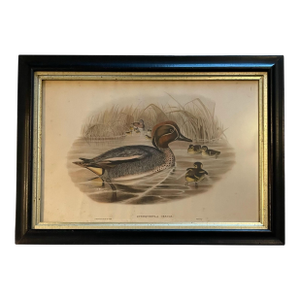 Antique VTG Borghese Eurasian Teal and Ducklings Print. Hc Richter. 25x18”Framed