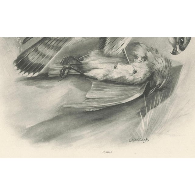 Antique Merlin Falcon with Prey Print by Lilian M. Medland, 1908 For Sale - Image 6 of 10
