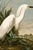 A graceful study of a Snowy Heron rendered from John James Audubon's celebrated Birds of America collection. Originally...