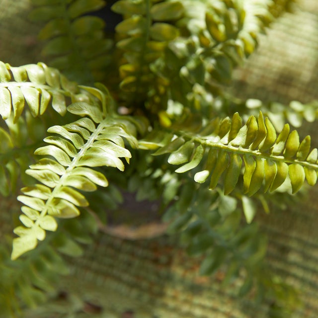 Early 21st Century Boston Fern Drop-Ins, Set Of 3 For Sale - Image 5 of 7