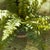 Early 21st Century Boston Fern Drop-Ins, Set Of 3 For Sale - Image 5 of 7