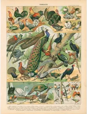 Vintage Peacocks & Friends Archival Print