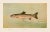 2020s American Fish 13 the Kern River Trout by Harris CFA Edition Giclee Print For Sale - Image 5 of 6