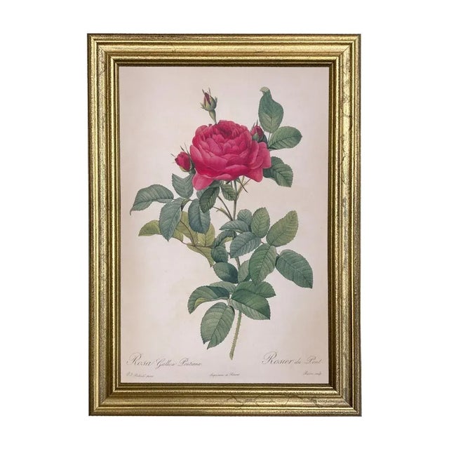 Illustration Rosa Gallica Pontiana Bridge Rose Vintage Color Illustration Reproduction Print Behind Glass in Gold Frame For Sale - Image 3 of 3