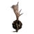 1940s Antler Wall Sconce For Sale