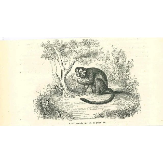 The Monkey is an original lithograph on ivory-colored paper, realized by Paul Gervais (1816-1879). The artwork is from The...