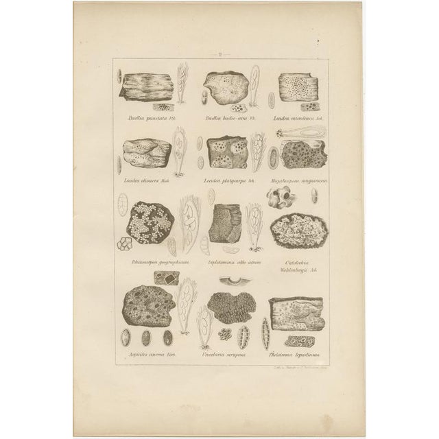 Late 19th Century Otto Müller & G. Pabst, Botanical Prints, Germany, 1874, Lithographs on Paper, Set of 6 For Sale - Image 5 of 9