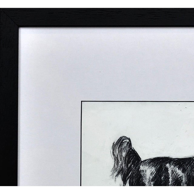 Elin Sian Blake, Black Welsh Cob, Charcoal on Paper For Sale - Image 6 of 18