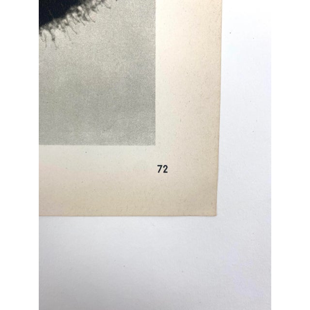 Photorealism 1930s Framed Botanical Blossfeldt Print - No. 72 For Sale - Image 3 of 5