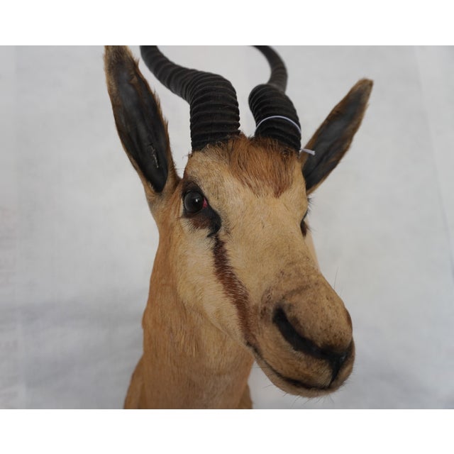 Springbuck Taxidermy Mount Bust Head For Sale - Image 10 of 15