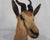 Springbuck Taxidermy Mount Bust Head For Sale - Image 10 of 15