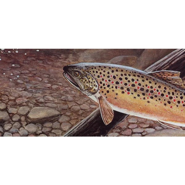 This lithograph, titled "Big Brown Caught In The Open," was created by the American artist, Allen Friedman, in 1979. It is...