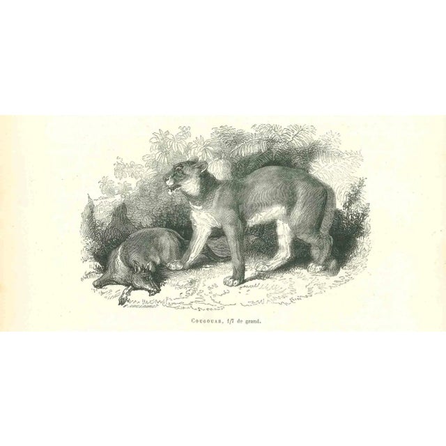 Paul Gervais (Paris, 26 September 1816 - 10 February 1879) was a French zoologist and paleontologist, obtained a doctorate...