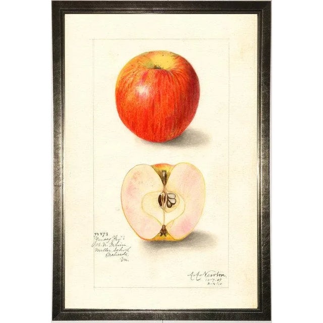 Apple Study in Pewter Shadowbox 21x29
