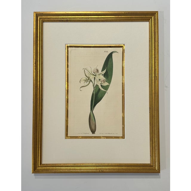 Set of 9 Original 1842 Curtis Botanical Prints in Ornate Gold-Leaf Gesso Matting – Framed For Sale - Image 13 of 15