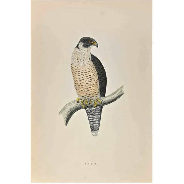 Peregrine is a modern artwork realized in 1870 by the British artist Alexander Francis Lydon (1836-1917) . Woodcut print,...