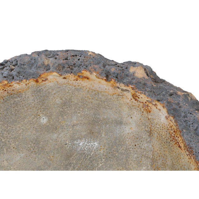 Early 21st Century Petrified Coral Bowl by Xyleia Petrified Wood For Sale - Image 5 of 7