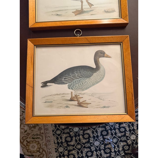 Wood Antique Beverly Morris Original Bean Goose & Grey Lag Goose Framed Prints c.1855 - Set of 2 For Sale - Image 7 of 15