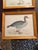 Wood Antique Beverly Morris Original Bean Goose & Grey Lag Goose Framed Prints c.1855 - Set of 2 For Sale - Image 7 of 15